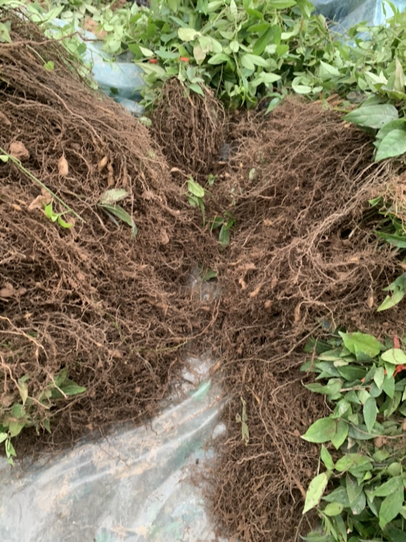 正宗浙江小叶紫藤三叶青苗浙江西部地区基地直销