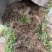 正宗浙江小叶紫藤三叶青苗浙江西部地区基地直销