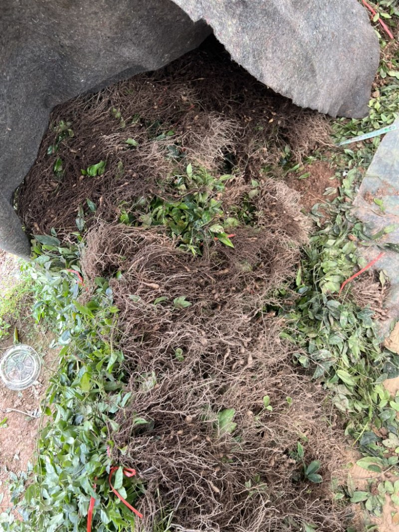 正宗浙江小叶紫藤三叶青苗浙江西部地区基地直销