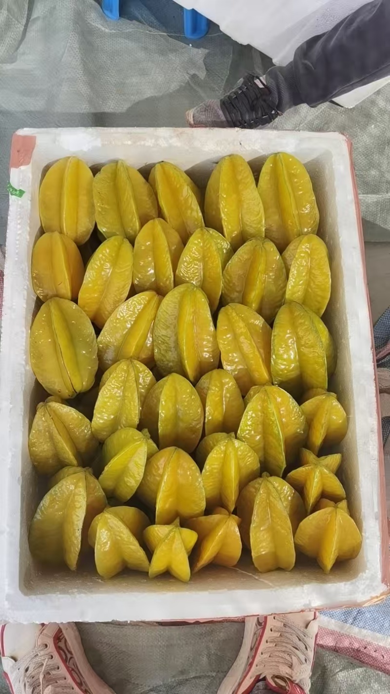 杨桃高次果，工厂榨汁果，大量有货，香蜜杨桃大量供应