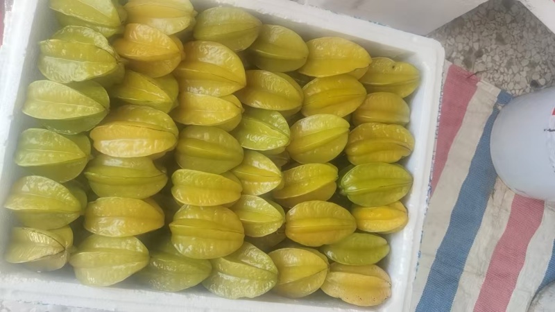 杨桃高次果，工厂榨汁果，大量有货，香蜜杨桃大量供应