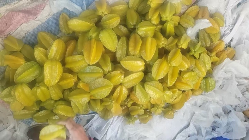 杨桃高次果，工厂榨汁果，大量有货，香蜜杨桃大量供应