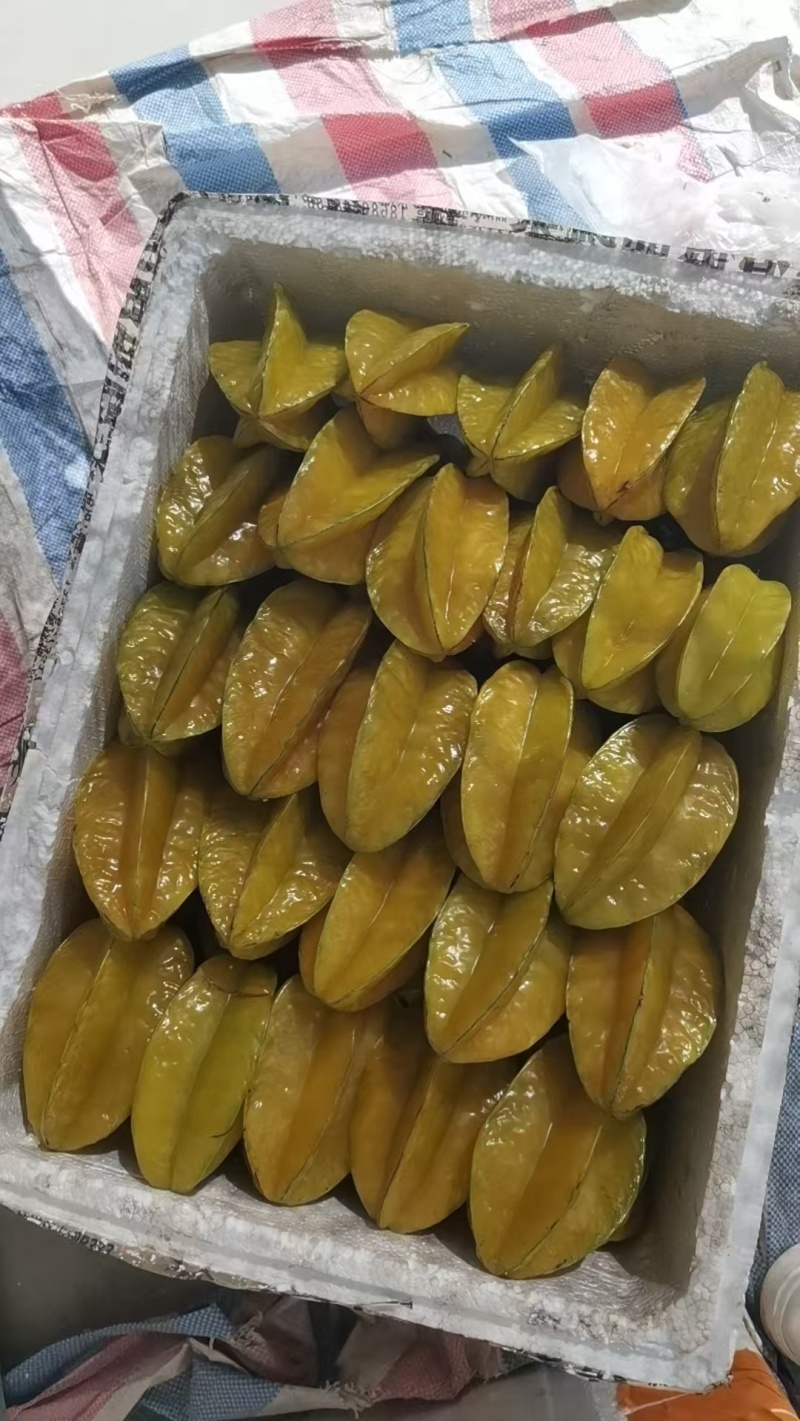 杨桃高次果，工厂榨汁果，大量有货，香蜜杨桃大量供应