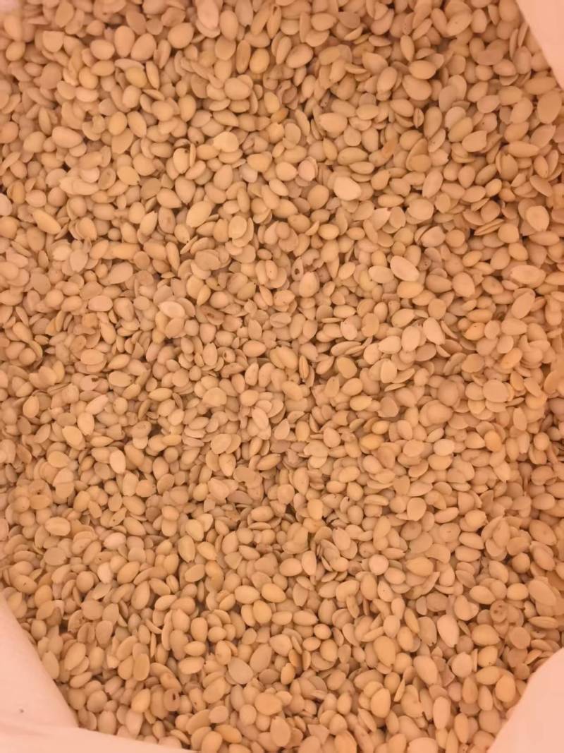 桃仁山桃仁带皮山桃仁去皮山桃仁批发各种规格中药