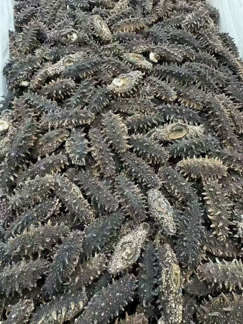 干海参