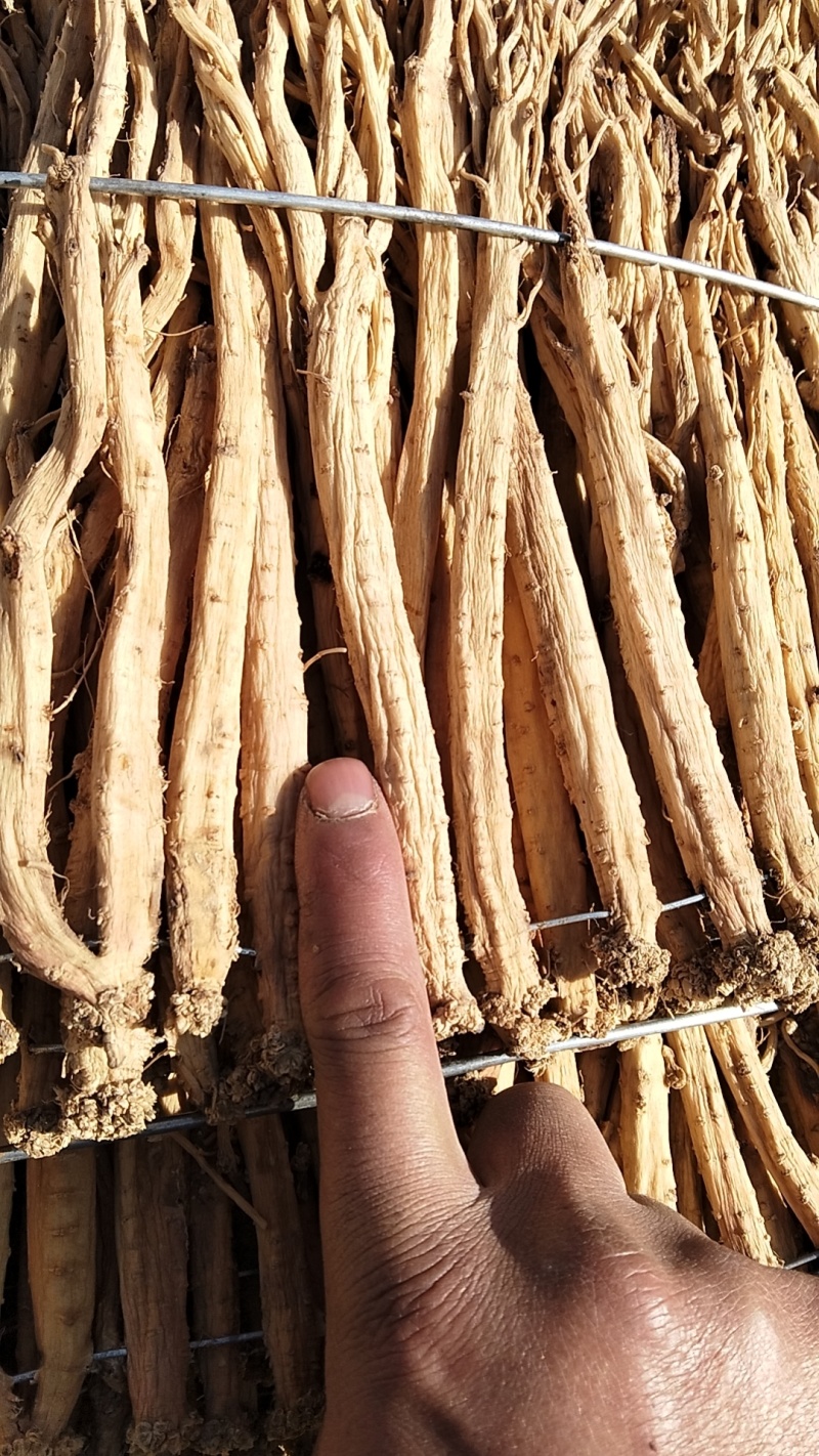 甘肃岷县白条党参