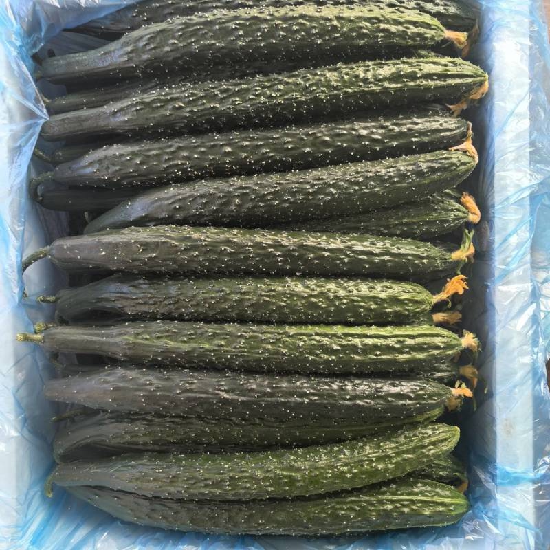 元谋精品黄瓜