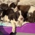 史宾格幼犬