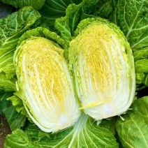 黄心大白菜
