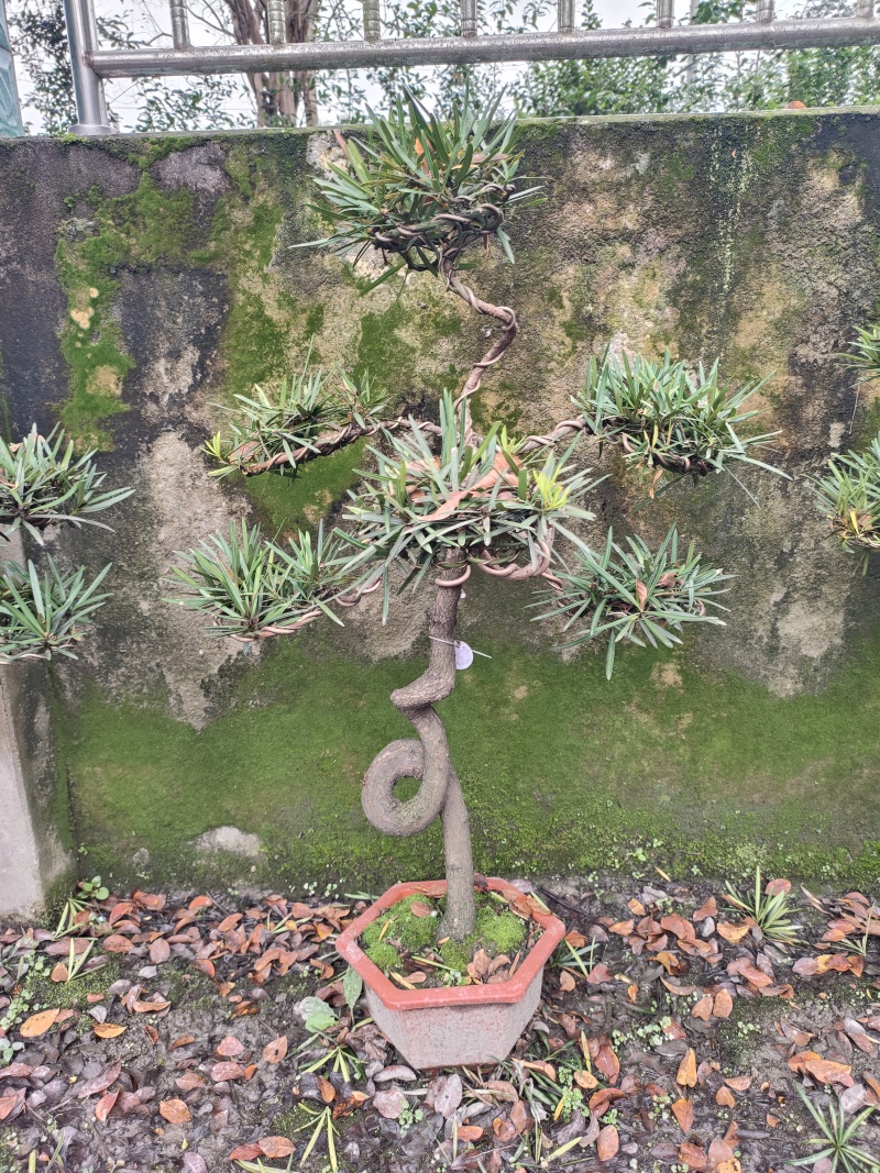 罗汉松盆景