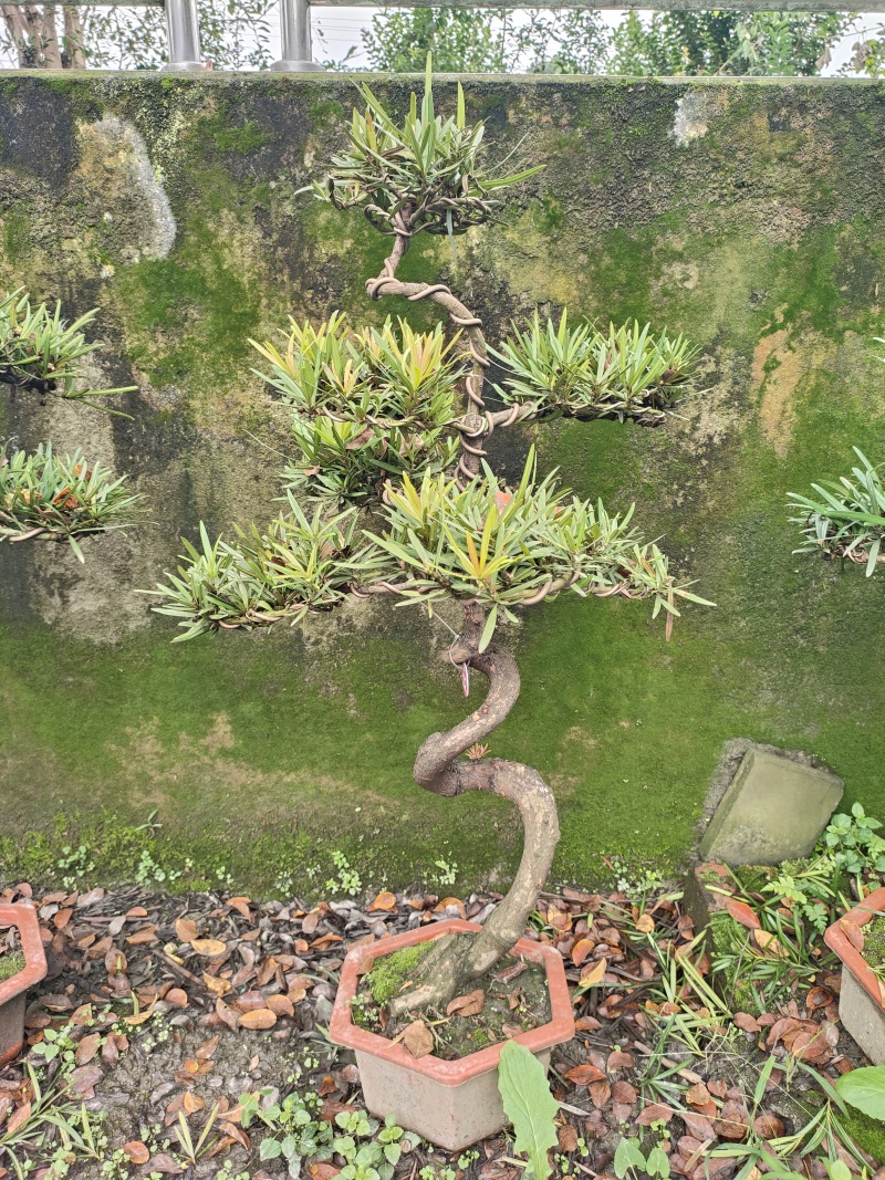 罗汉松盆景