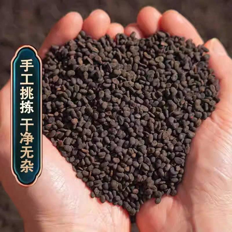 补骨脂盐补骨脂炒固脂炒补骨脂生补骨脂规格齐全