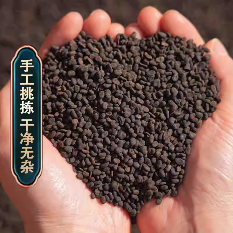 补骨脂盐补骨脂炒固脂炒补骨脂生补骨脂规格齐全