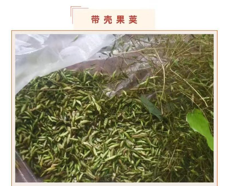 预售：高萌发柔毛淫羊藿种子，高含量柔毛淫羊藿催芽种子