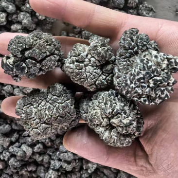 猴脑菌培育核桃菌养殖工厂化培育大个头剪根猴脑菌价格不高