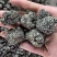 猴脑菌培育核桃菌养殖工厂化培育大个头剪根猴脑菌价格不高