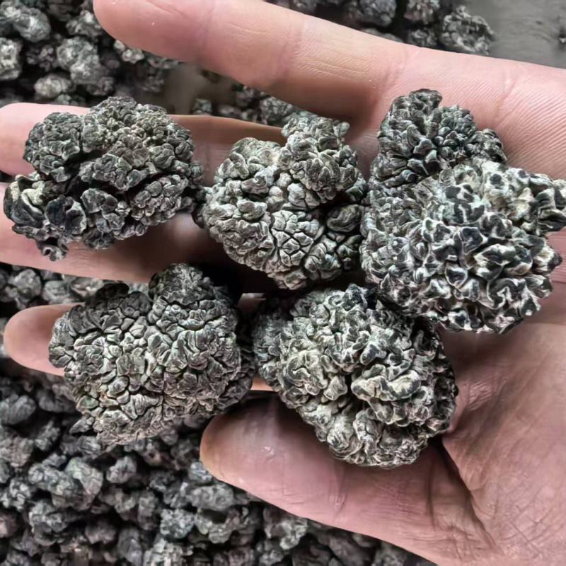 猴脑菌培育核桃菌养殖工厂化培育大个头剪根猴脑菌价格不高