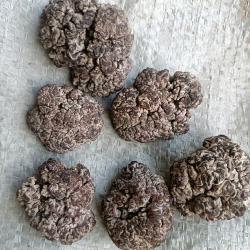 猴脑菌菇核桃菌猴脑菌工厂化养殖培育猴脑菌自产自销猴脑菌