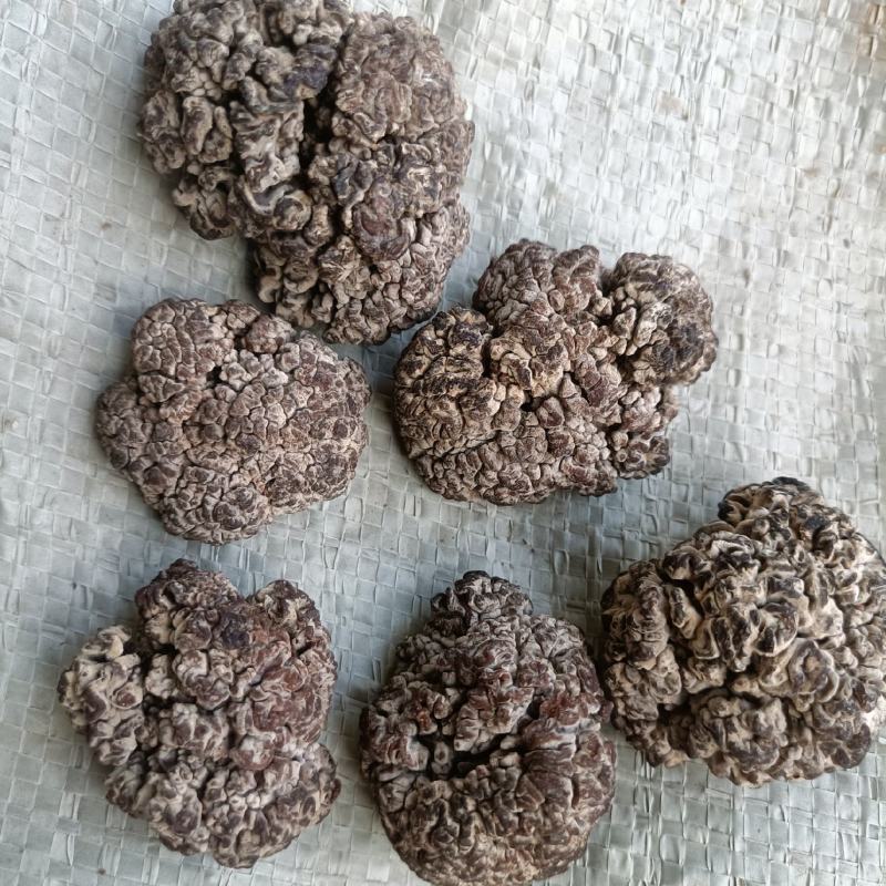 猴脑菌菇核桃菌猴脑菌工厂化养殖培育猴脑菌自产自销猴脑菌