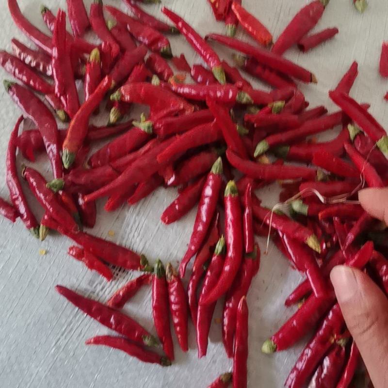 高辣艳椒，无内霉