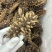 淡干海参大小个头都有按需求分拣可以搭配承接餐饮加工批发电商