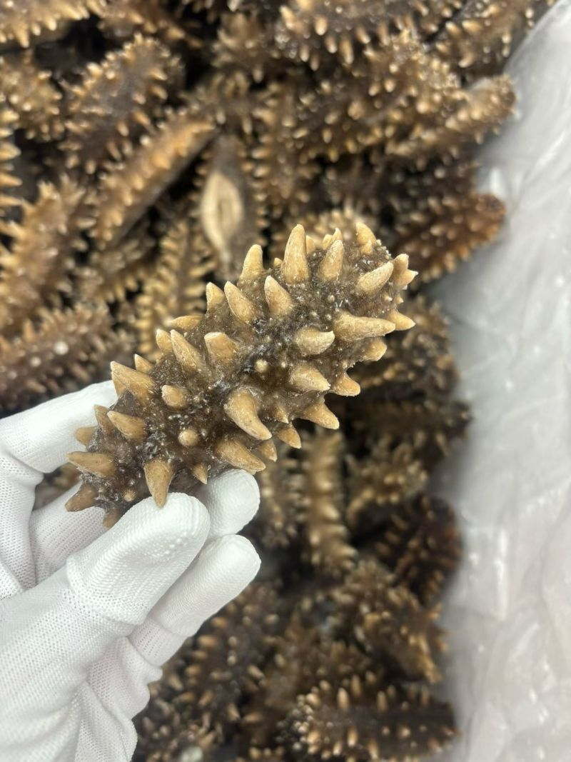 淡干海参大小个头都有按需求分拣可以搭配承接餐饮加工批发电商