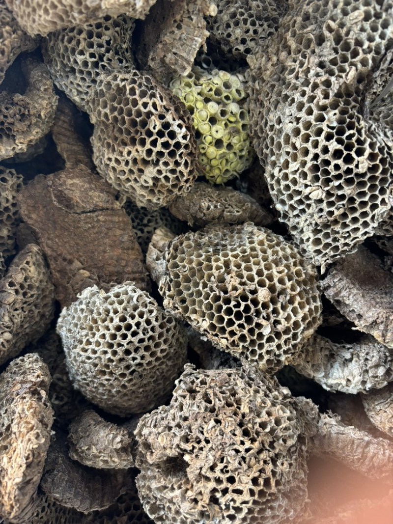 家蜂房中药材土蜂房山蜂房硬蜂房马蜂窝蜂巢黄蜂巢
