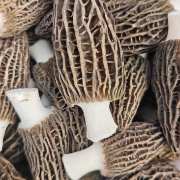 新鲜羊肚菌
