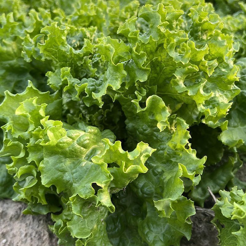 至尊宝益农抗热耐抽苔生菜种子耐热夏秋季四季蔬菜种籽