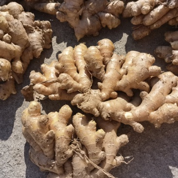 小黄姜