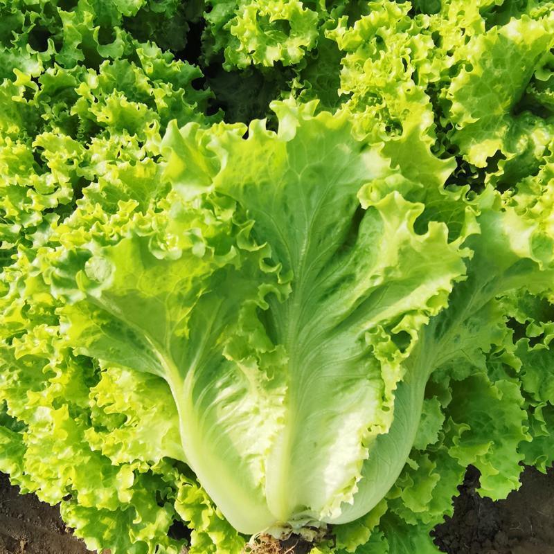 至尊宝益农抗热耐抽苔生菜种子耐热夏秋季四季蔬菜种籽