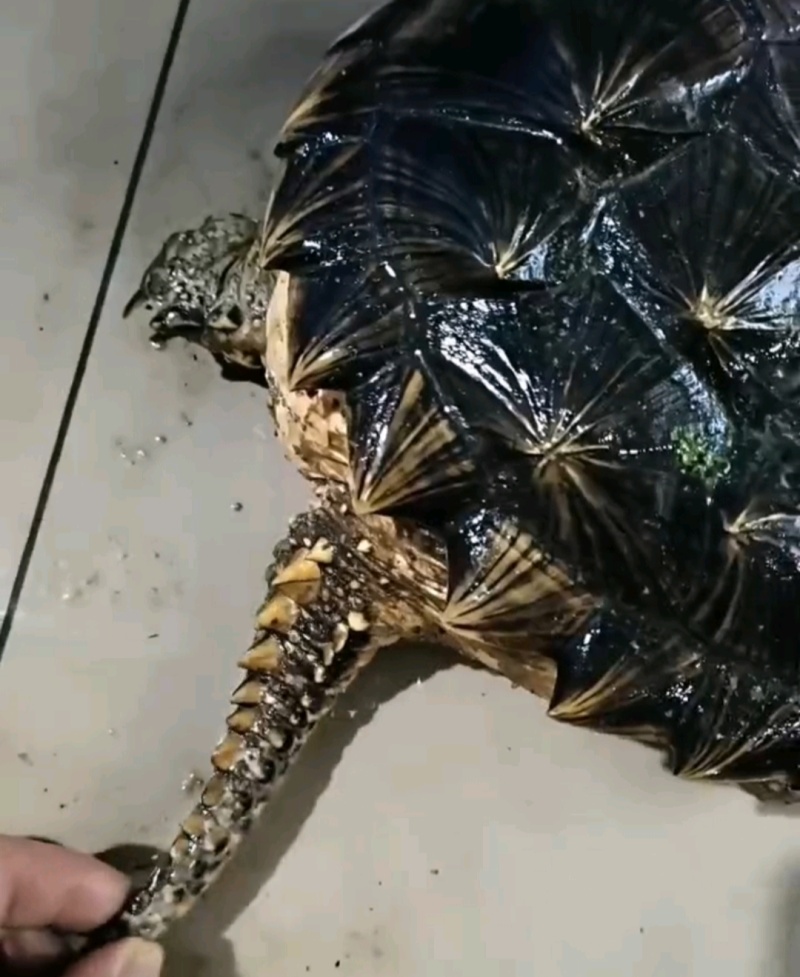 新鲜鳄鱼龟，源头批发，货源充足！餐桌上的美食，适合