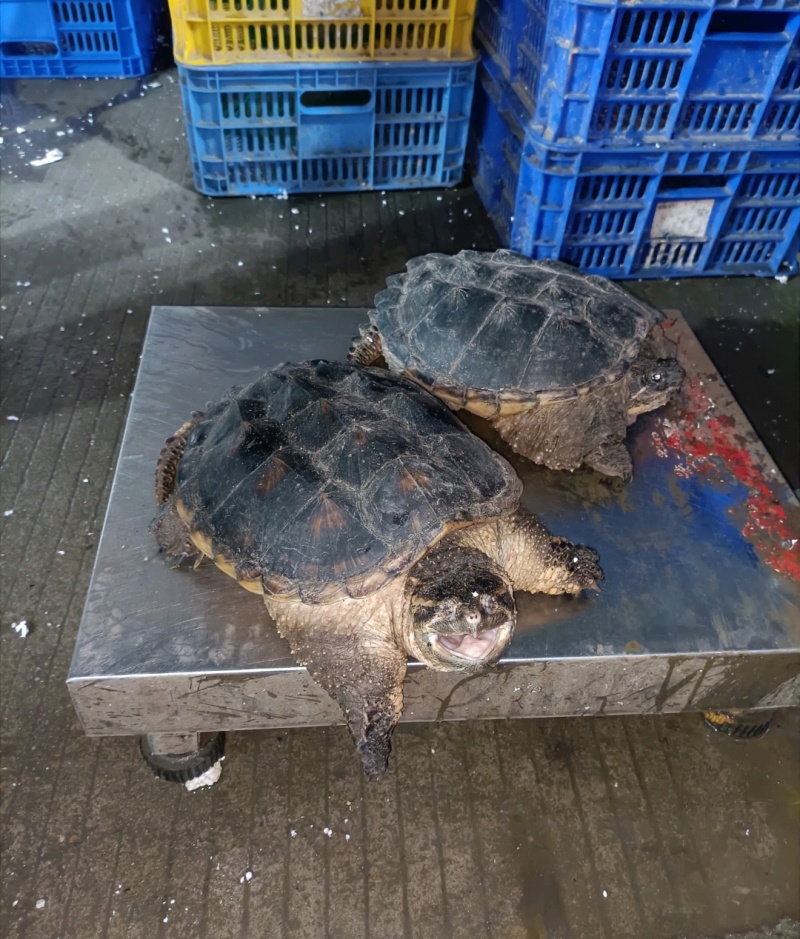 新鲜鳄鱼龟，源头批发，货源充足！餐桌上的美食，适合