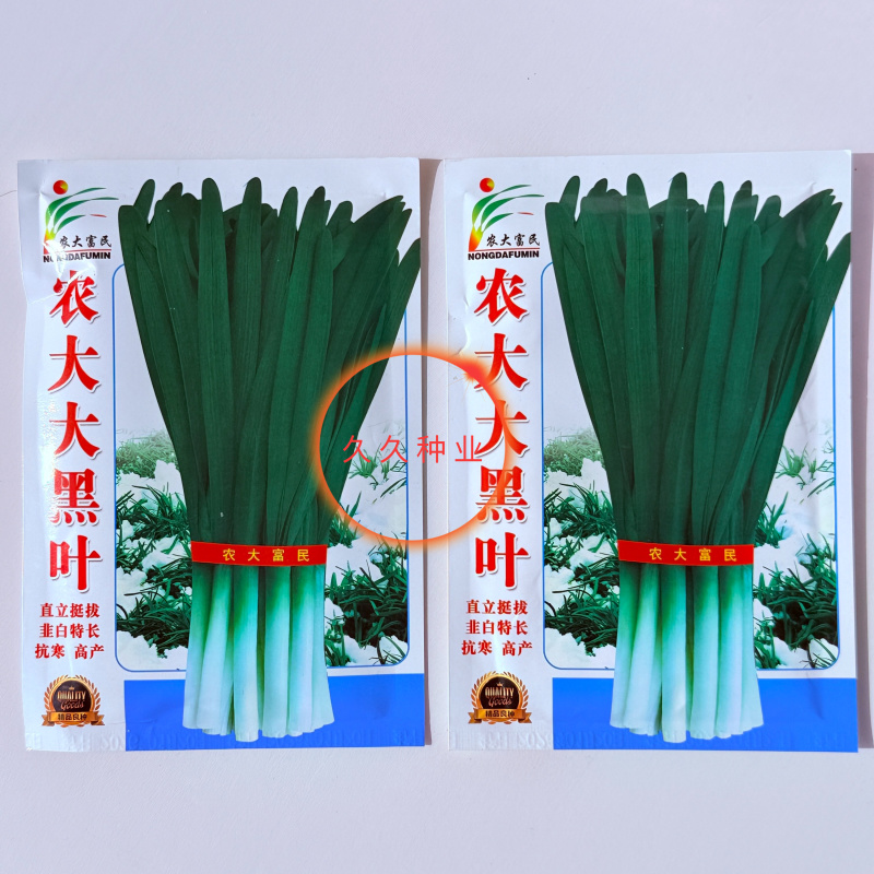 农大大黑叶韭菜种子宽叶直立速生叶宽1厘米以上生长快耐低温