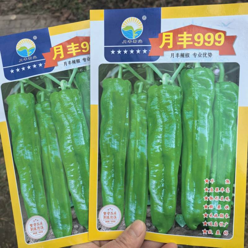 月丰999特大果薄皮椒种子大果高产果型整齐清脆大田基地用