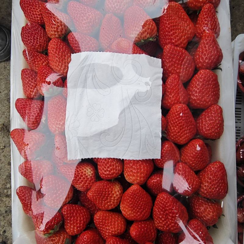 红颜草莓