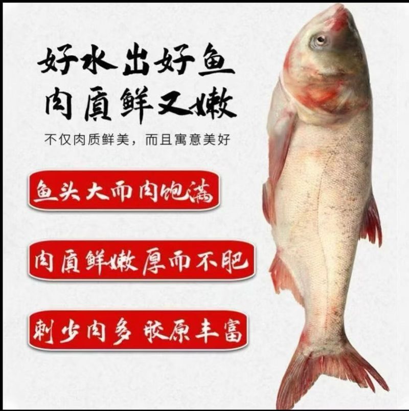 查干湖胖头鱼送礼佳品