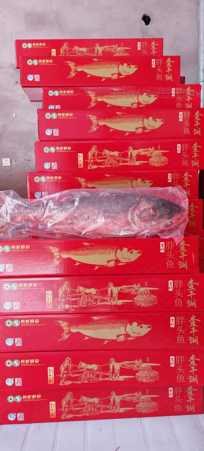 查干湖胖头鱼送礼佳品