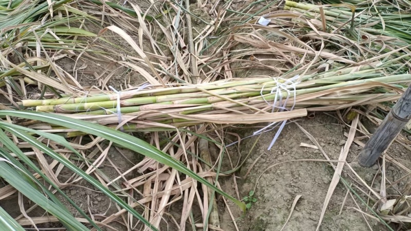 黄金甘蔗种苗