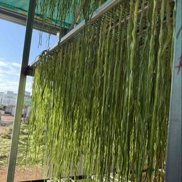 云南源头优质贡菜