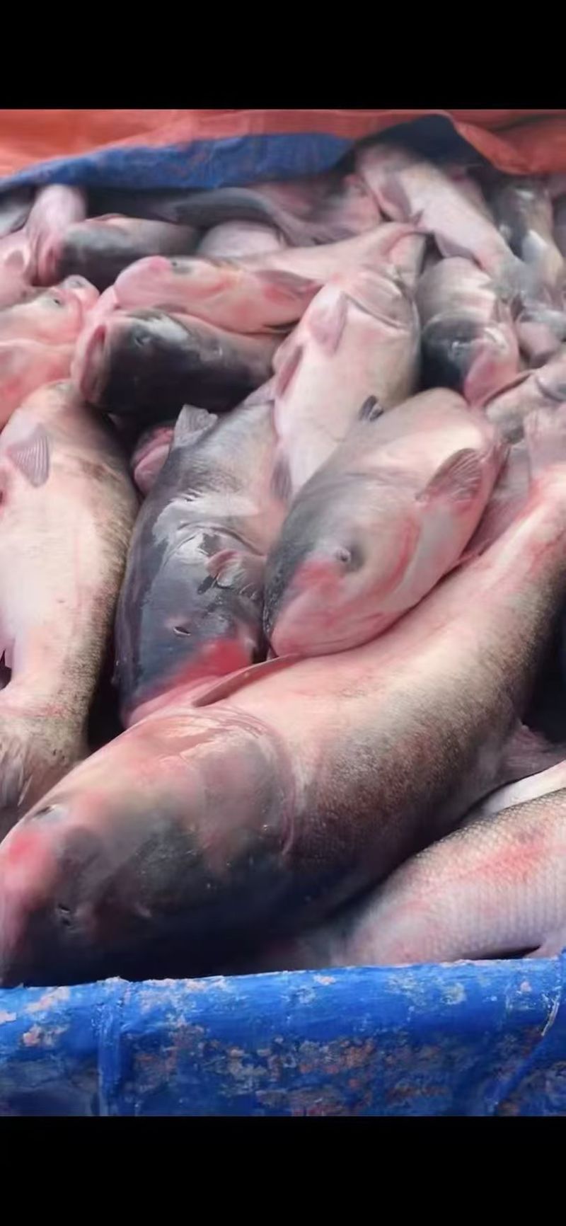 查干湖胖头鱼