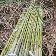 韶关黄皮甘蔗无裂口不红心适合{电商}和市场，有需要的来电