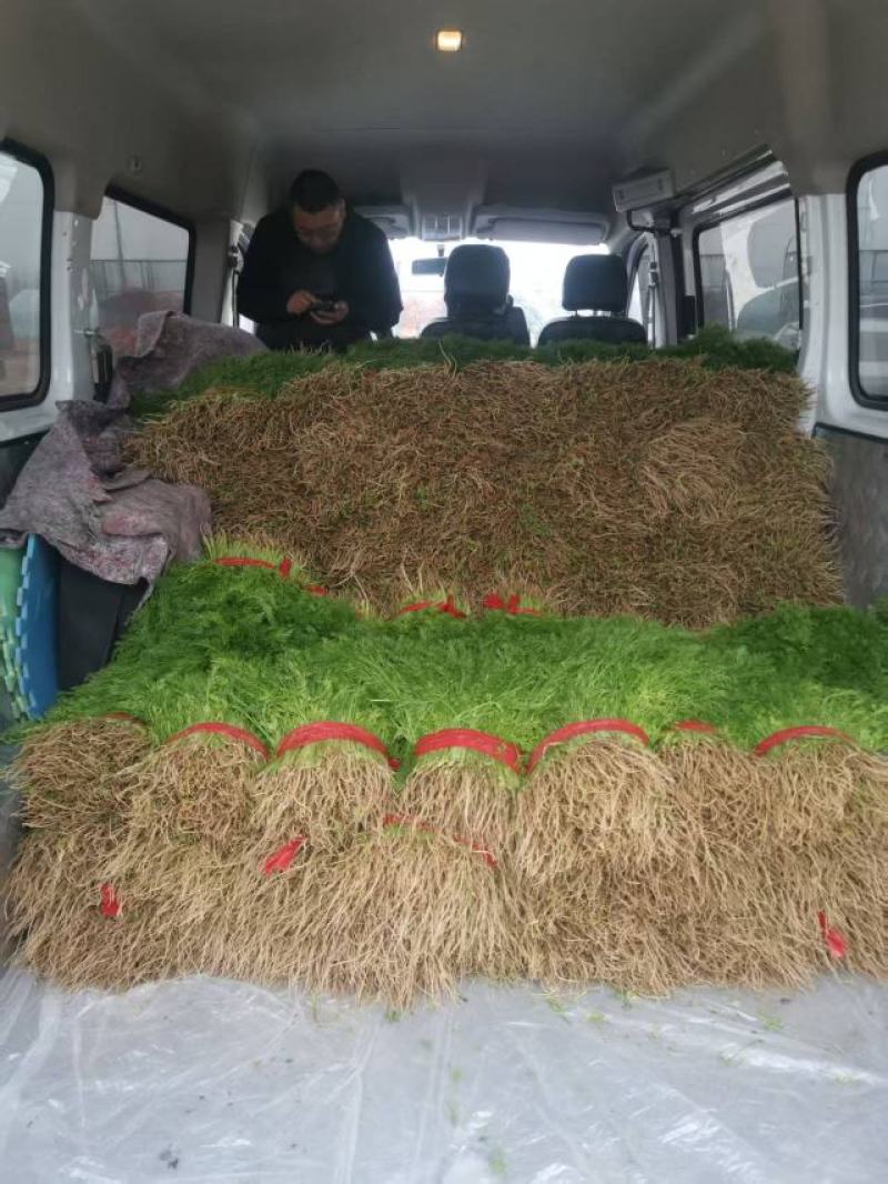 饶阳大棚现拔茴香，鲜！鲜！鲜！