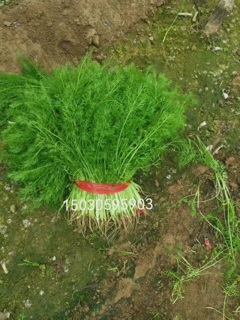 饶阳大棚现拔茴香，鲜！鲜！鲜！