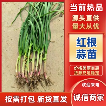 红根蒜苗/河南周口产区直发/大量现货/货源充足