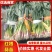 红根蒜苗/河南周口产区直发/大量现货/货源充足