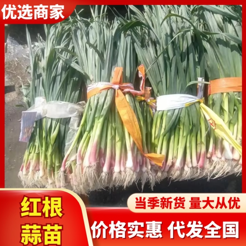 红根蒜苗/河南周口产区直发/大量现货/货源充足