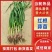 红根蒜苗/河南周口产区直发/大量现货/货源充足