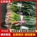 红根蒜苗/河南周口产区直发/大量现货/货源充足