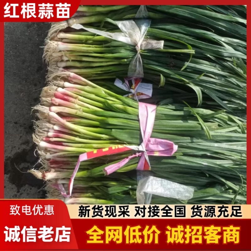 红根蒜苗/河南周口产区直发/大量现货/货源充足